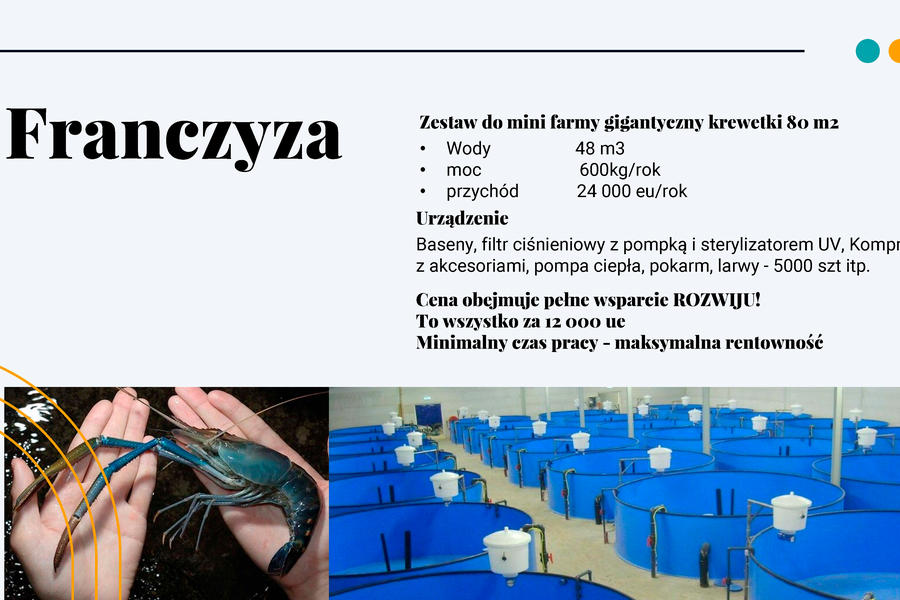 Коммерческое предложение для компании выращивающей гигантский креветок (857)